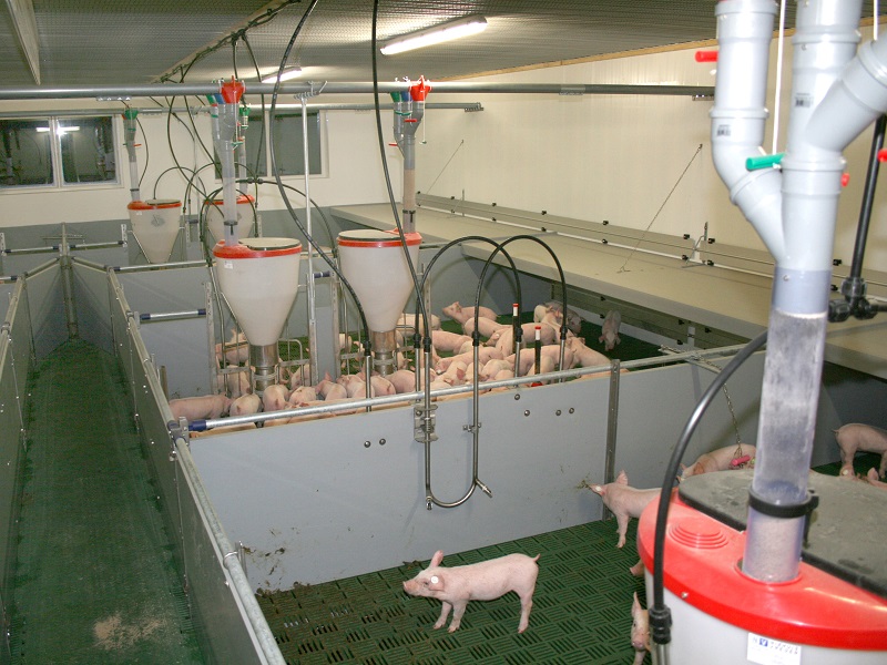 Ferkelaufzuchstall mit Kunststoffrosten und -trennwände, sowie Lohrbreiautomaten und Fütterungsanlage für drei Futtersorten
